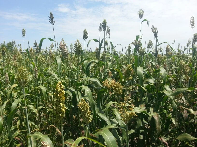  The community garden is as big as 600m², and we have sorghum that grew as tall as 160cm. They are all very healthy crops 