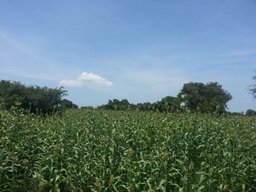  The process of re-building the Bachuk Community Garden brought people together again. The produced sorghum will bring food, and more importantly more solidarity and bright future 