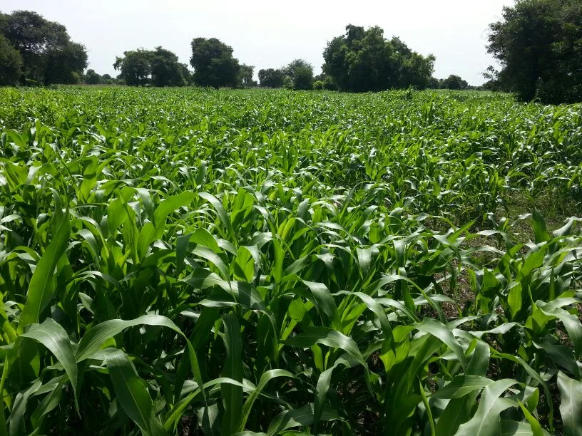  We are producing about 300 bags of 50kg of sorghum bags. These will be used for both food for Nhomlau Children's Centre as well as generating revenues by selling them at the Turalei market which will then help maintain Nhomlau Children's Centre.&nbs