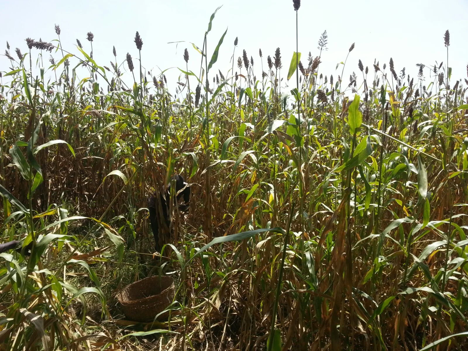  Can you see me? I'm harvesting sorghums. 
