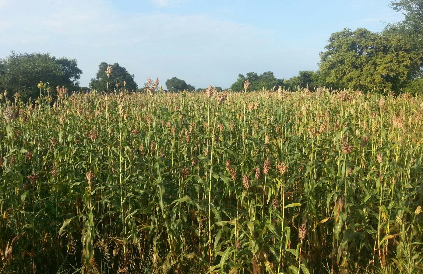  Grew really quickly with the blessings from rain 