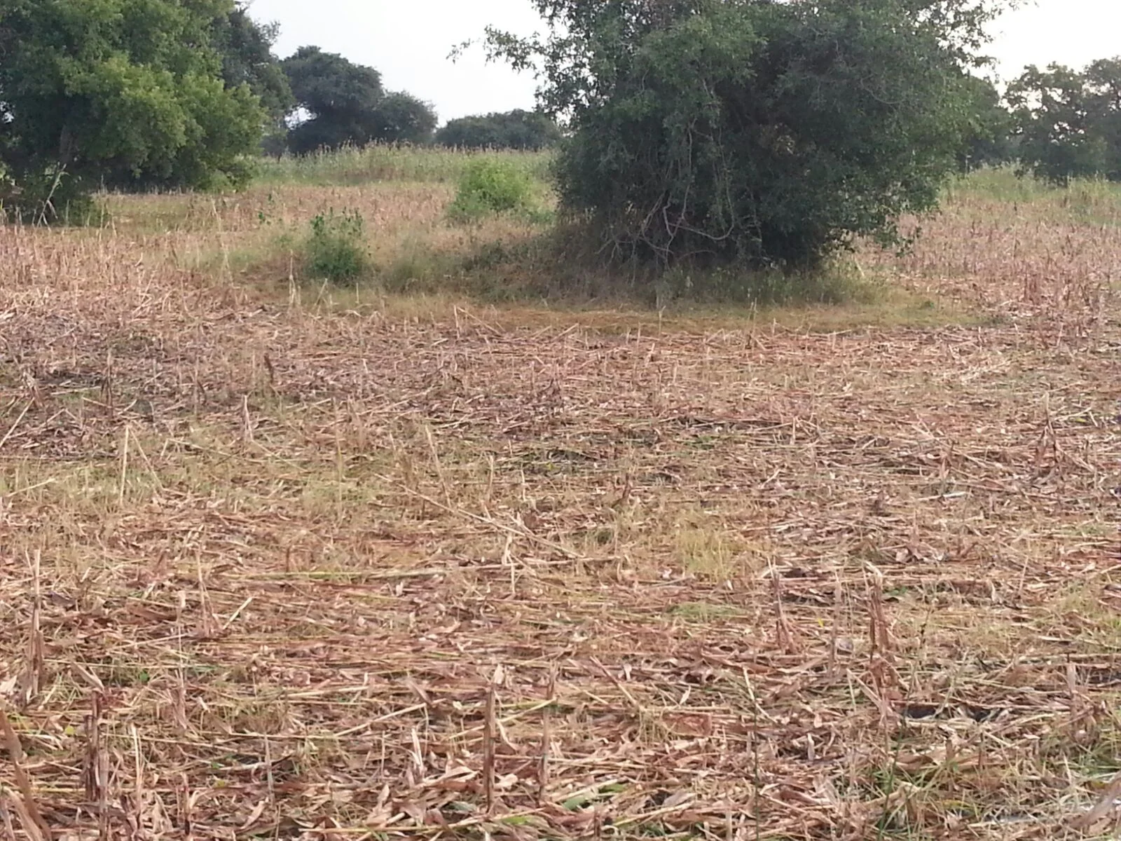  Nearly there.  Neighbouring communities are now talking about replicating our garden project. Thank you Rotary Club of Manningham for launching this project with us and believing in us.&nbsp; 