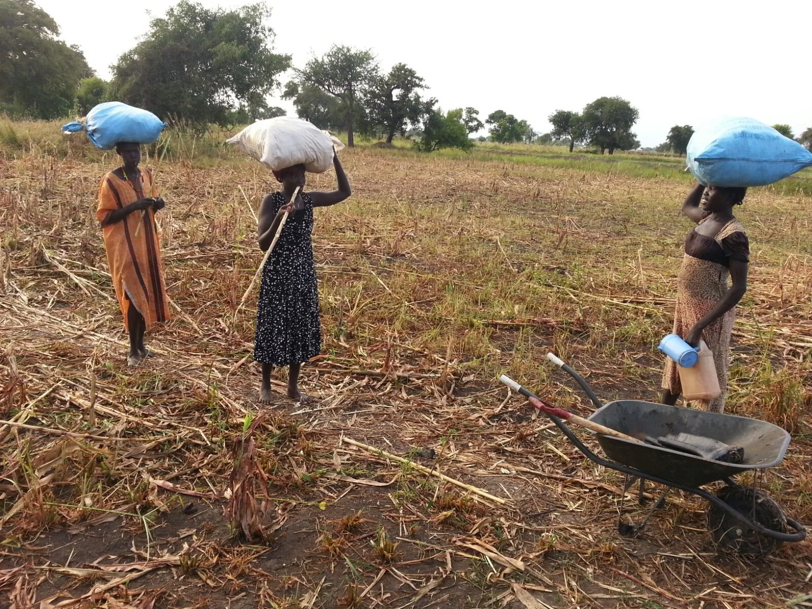  Of course - they're some of many more women who helped harvesting and delivering to the centre store. 