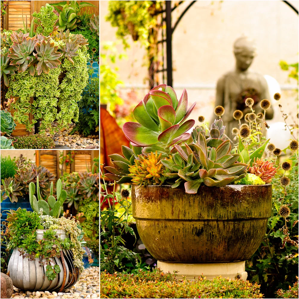 Patti Brisebois' Manitoba zone 3 garden. Succulents are this gardener's passion. The colours and textures are breathtaking.
