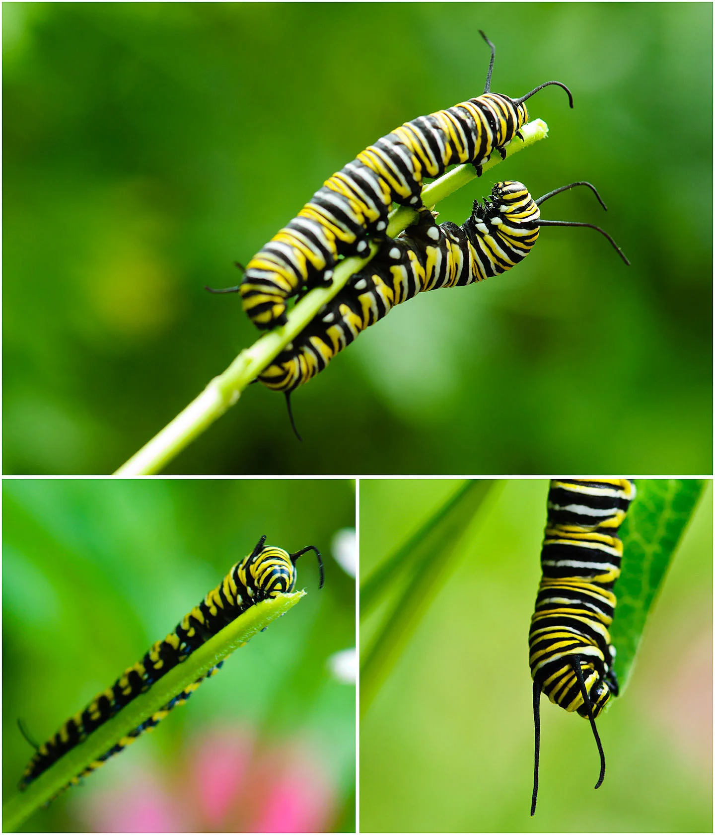 Please help save the Monarchs by planting milkweed! A story about Monarch butterflys at My Painted Door (.com)