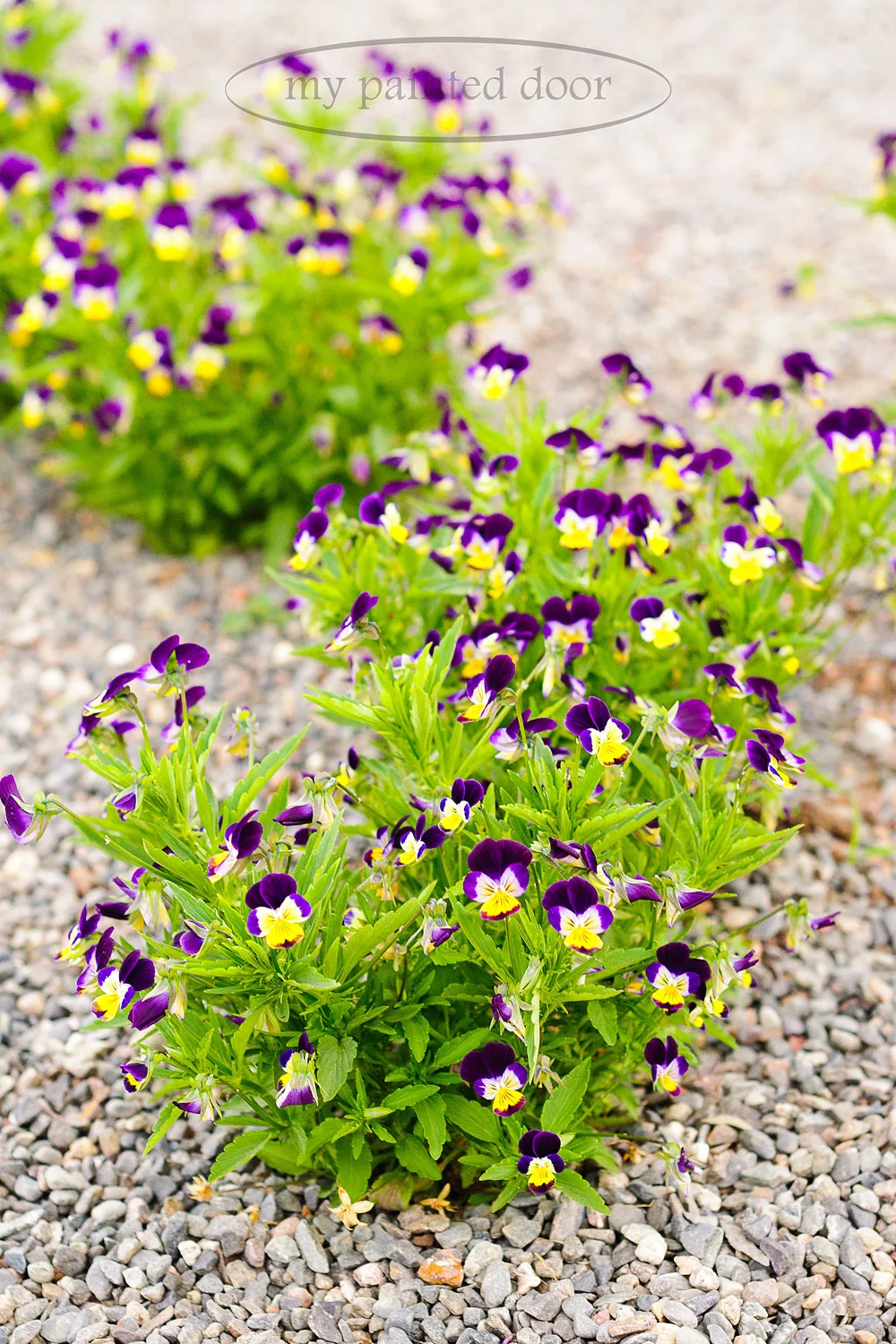 Johnny Jump Ups self seeded in pea gravel pathways