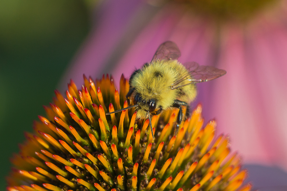 Photography by Jan Whybourne, Thunder Bay, Ontario