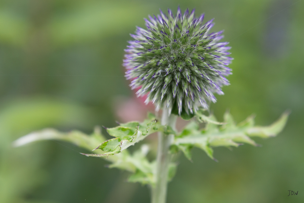 My Painted Door garden tour - Globe Thistle. Photography by Jan Whybourne.