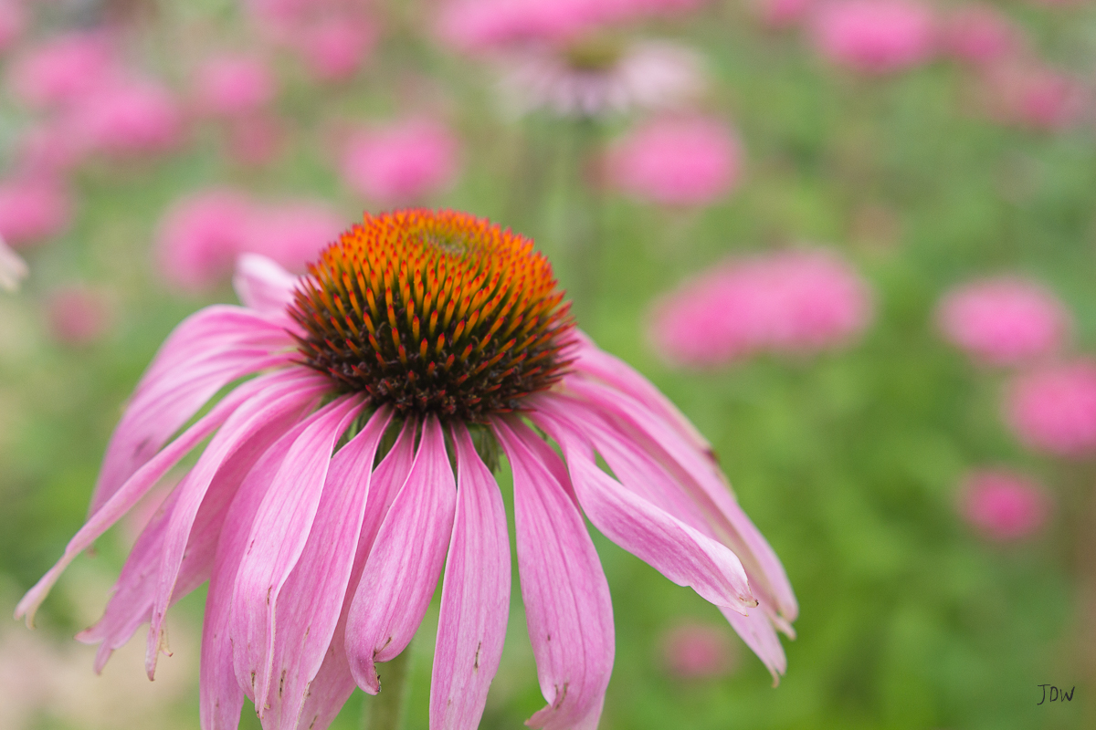 My Painted Door garden tour - Purple Coneflower. Photography by Jan Whybourne.