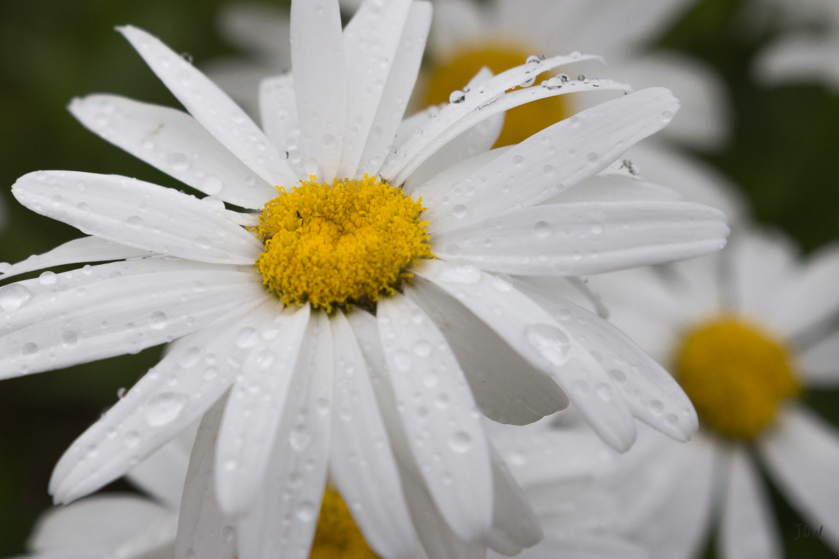 My Painted Door garden tour - Shasta Daisy. Photography by Jan Whybourne.