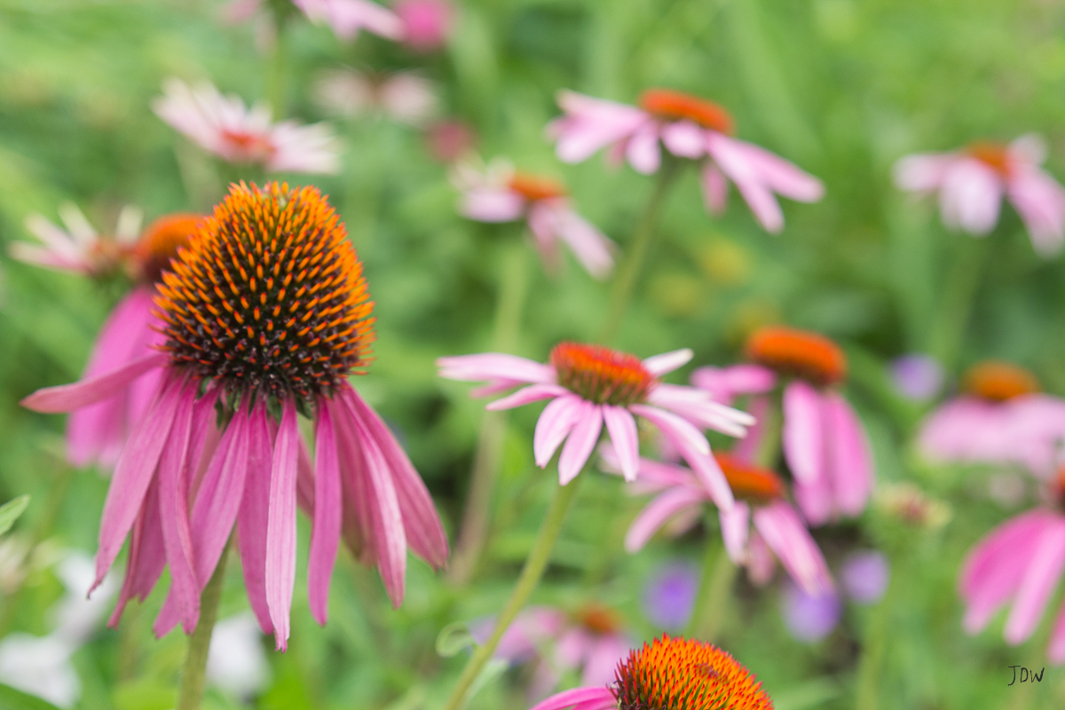 My Painted Door garden tour - Purple Coneflowers. Photography by Jan Whybourne.