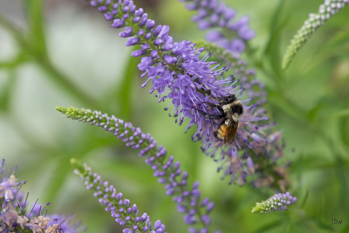 My Painted Door garden tour - Veronica in bloom. Photography by Jan Whybourne.