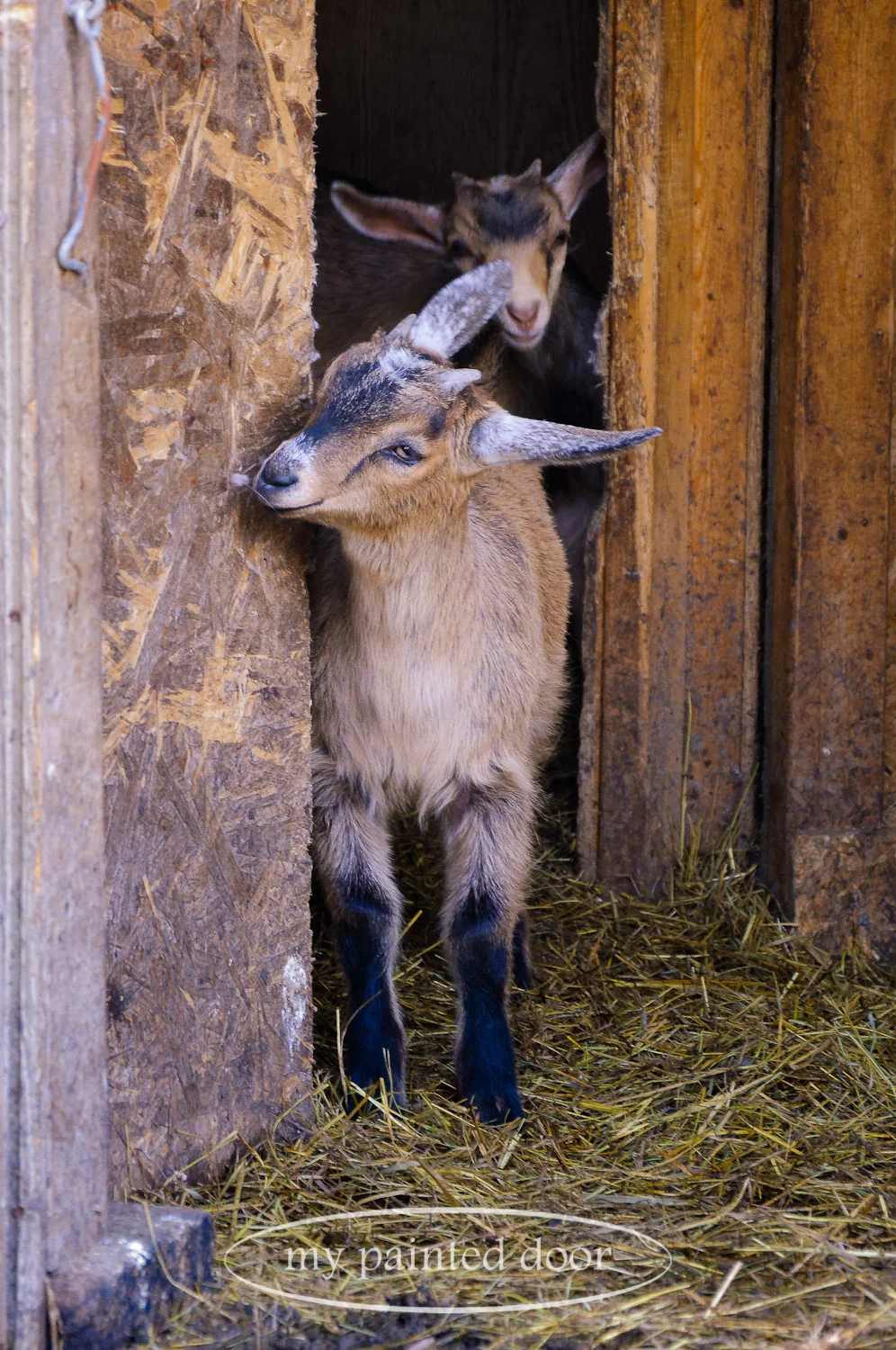 One of the many baby goats from Hurkett Hill Farm.