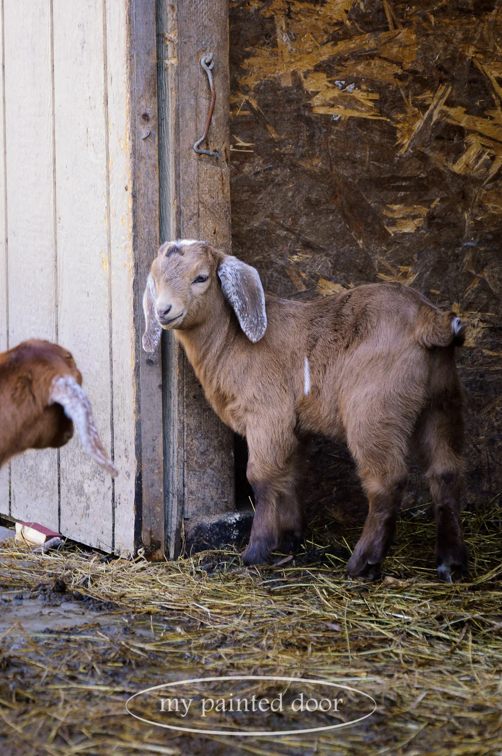One of the many baby goats from Hurkett Hill Farm.