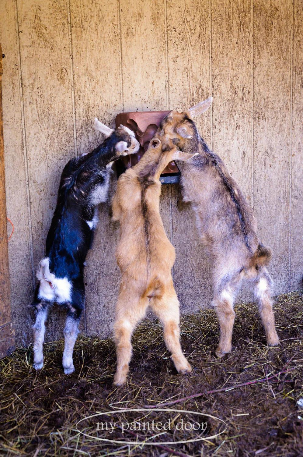 One of the many baby goats from Hurkett Hill Farm.