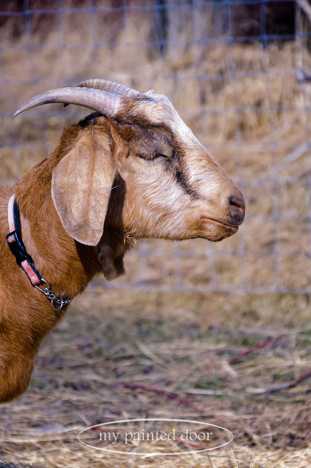 Scotch is one of the momma goats at Hurkett Hill Farm.
