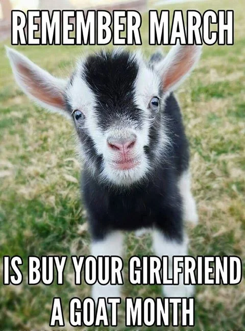 Buy your girlfriend a goat month - photo courtesy of Kirsten Spence from Hurkett Hill Farm