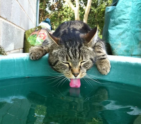 Tabby thinking he's a horse!