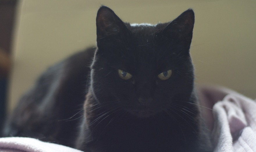 Maisey Mouse