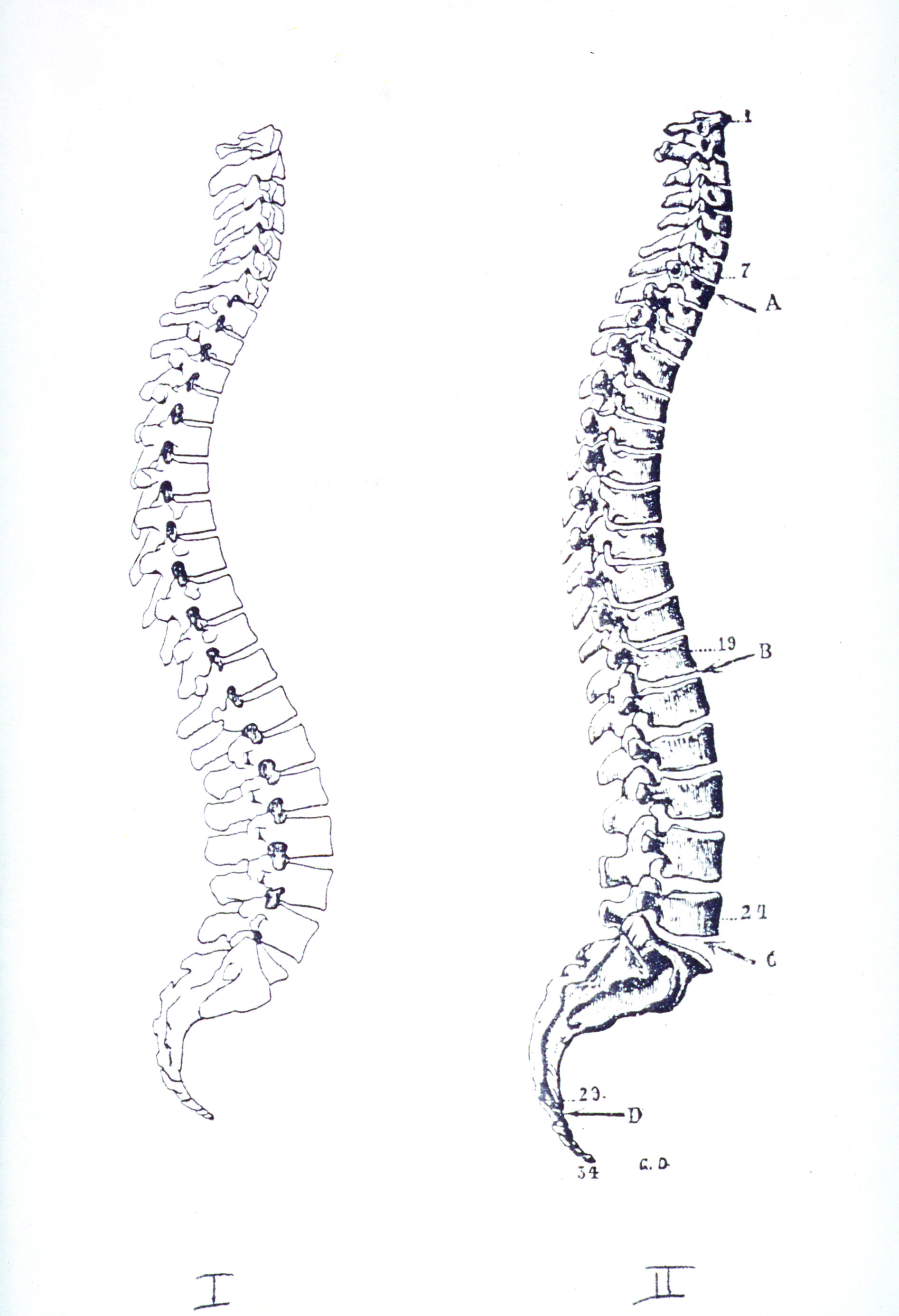 From GokhaleMethod.com: Illustrations of the human spine from anatomy books published in I) 1990 and II) 1911 