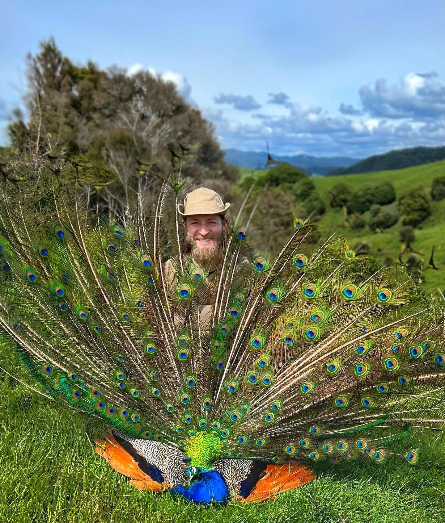 Peacocks are a protected species in India where they&rsquo;re both endemic and the National Bird. 

But farmers are eager to get them off their land on the North Island of New Zealand where they&rsquo;re an introduced, deleterious non-native. Believe
