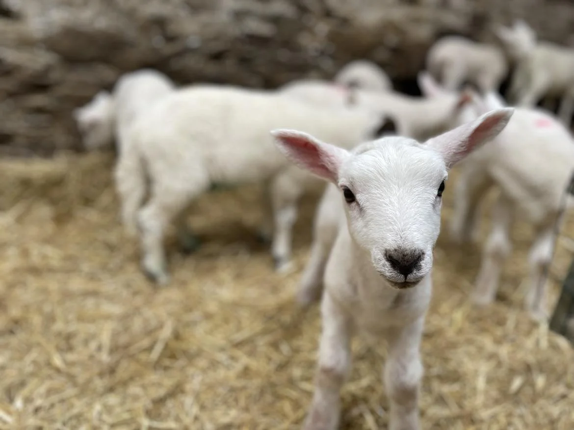 1 baby lamb.jpg