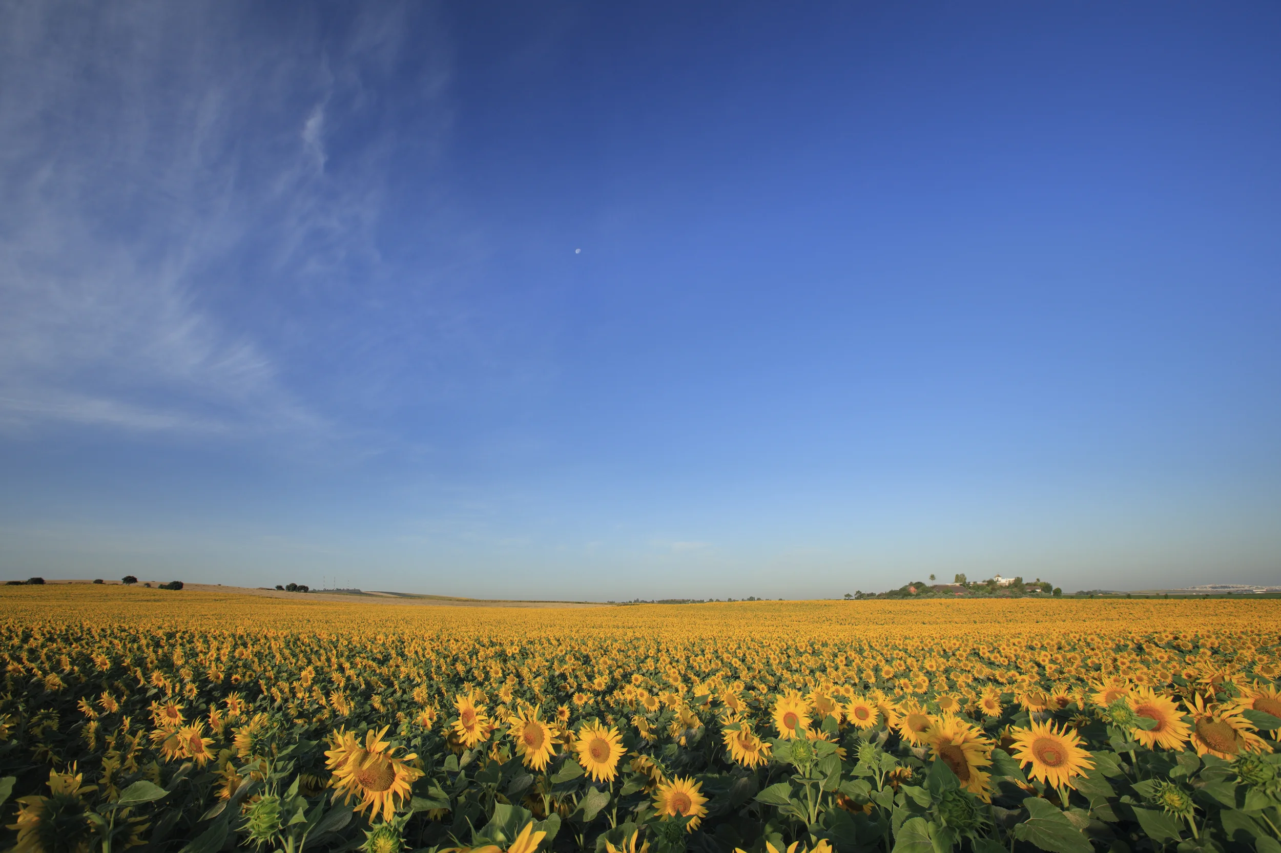 Sunflower field with HSR in distance.jpg