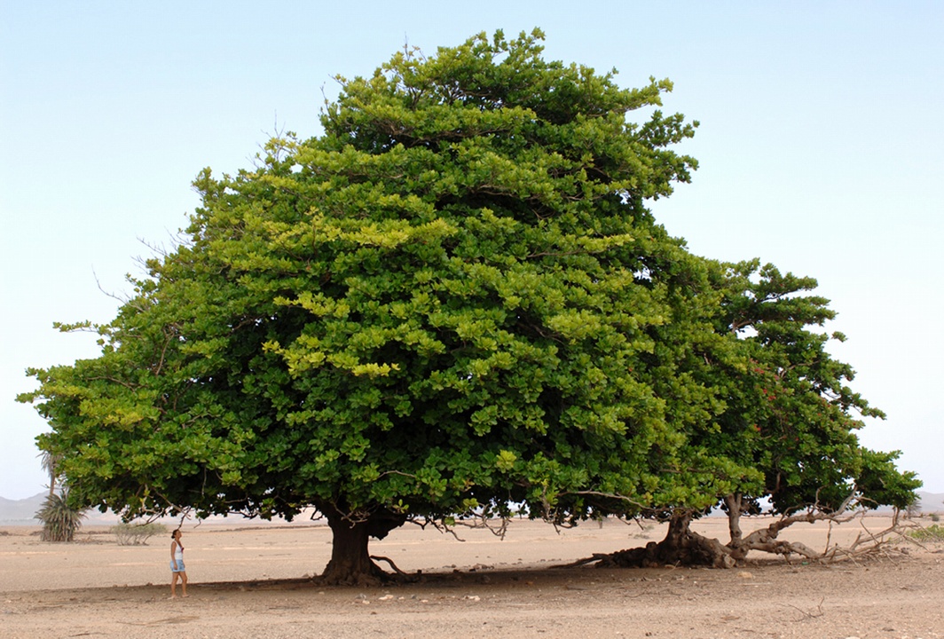 288amendoa-ribeira-boavista.jpg
