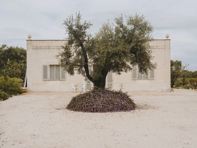 A presiding and noble tree on the grounds of new property Villa Castellucio. Image © Salva Lopez