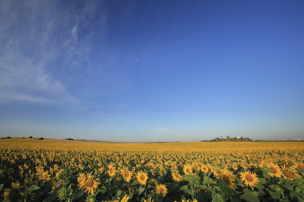 Sunflower+field+with+HSR+in+distance.jpg