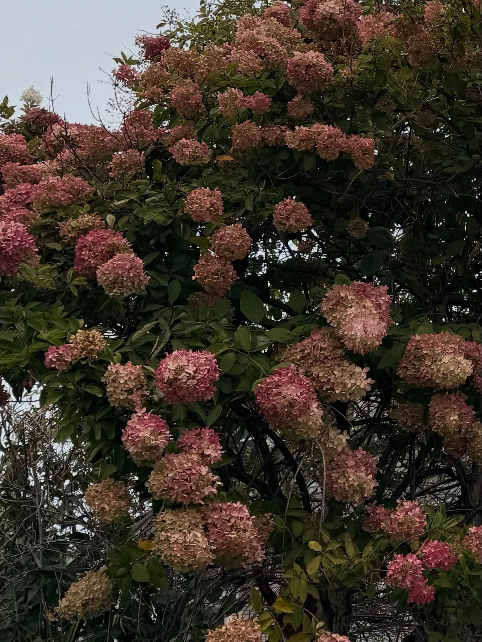 Missed the pre-nor&rsquo;easter sunset, but caught these stormy pre-nor&rsquo;easter fall hydrangeas. Never noticed before that hydrangeas change color between summer and fall 🤯

#hydrangeas #earlyfall #newengland #pinkhydrangea #coastalnewengland
