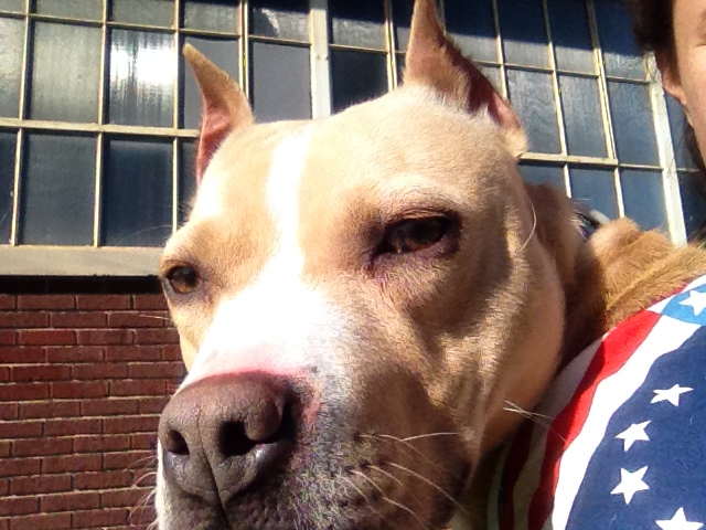 Shelter and Rescue Lobby Day