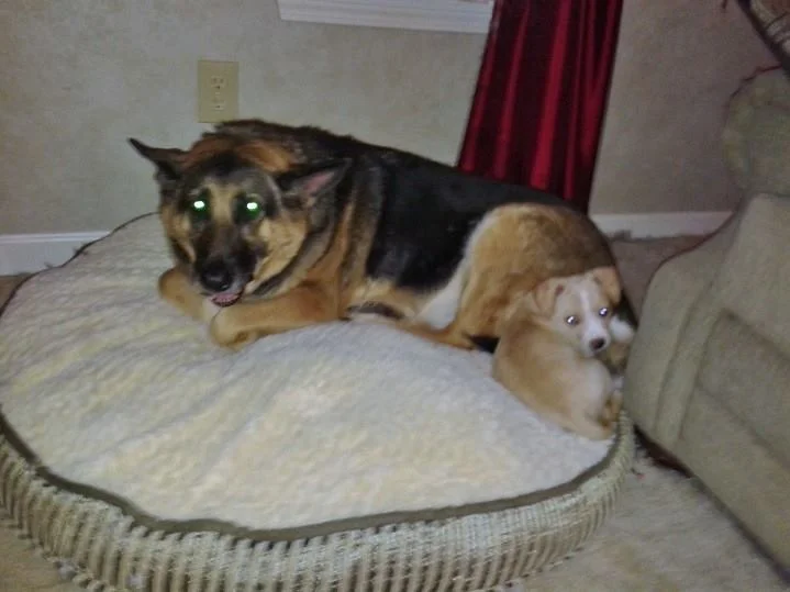 Elsie and Chloe.jpg