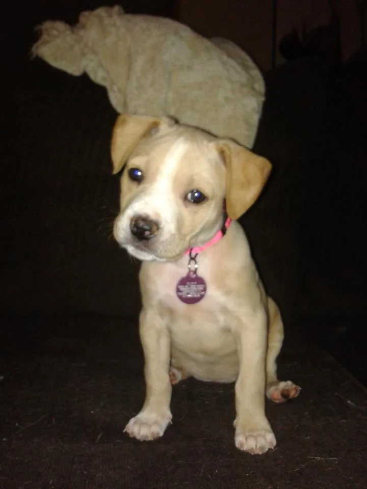 Elsie cuteness.jpg