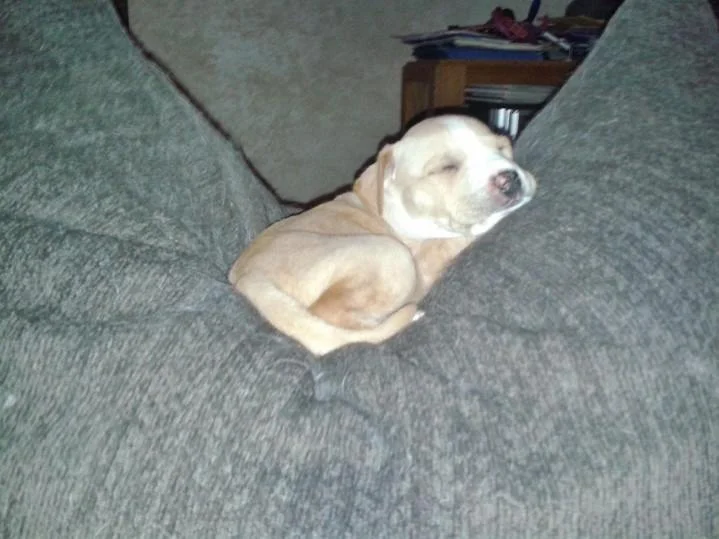 Elsie sleeping.jpg