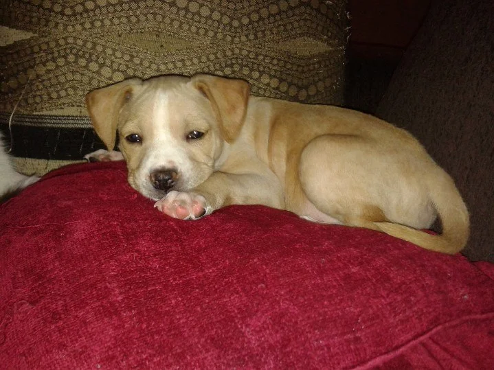 Elsie snoozing.jpg