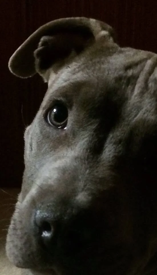 Jet close up.jpg