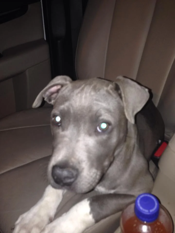 Jet leaving the shelter.jpg