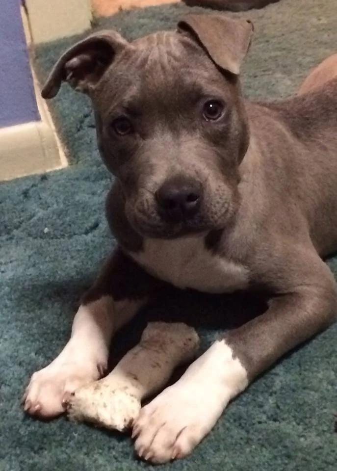 Jet puppy power.jpg