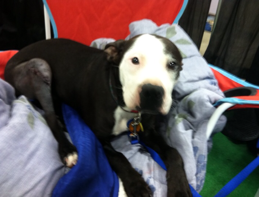 Webster is such a good boy