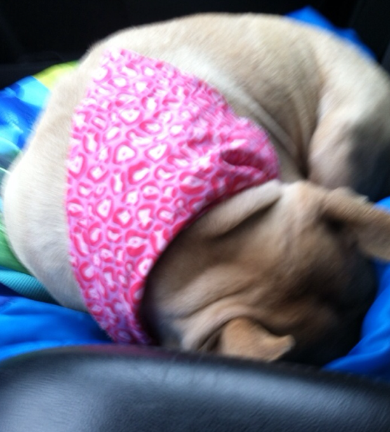 Tilde asleep on the way home Flower & Patio show