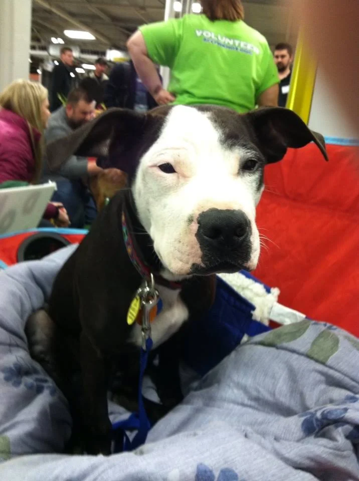 Webster post surgery at Flower and Patio show
