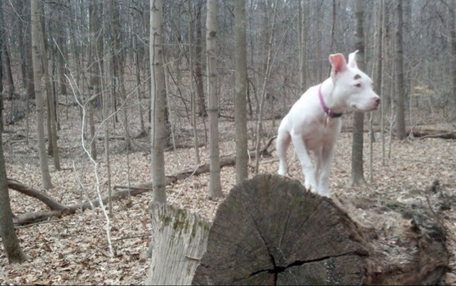 Toska update 032314.PNG