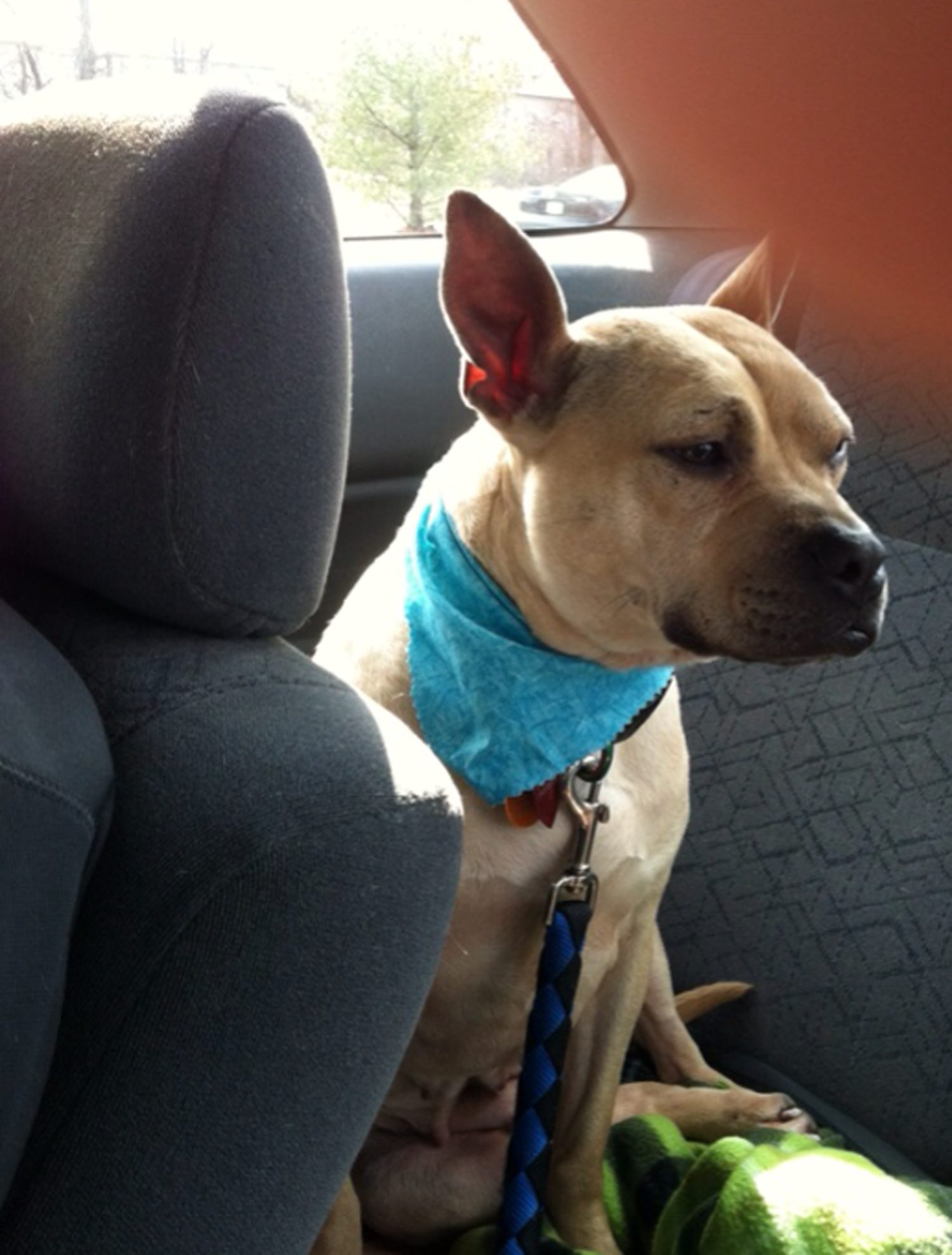 Tilda on the ride to her forever home!