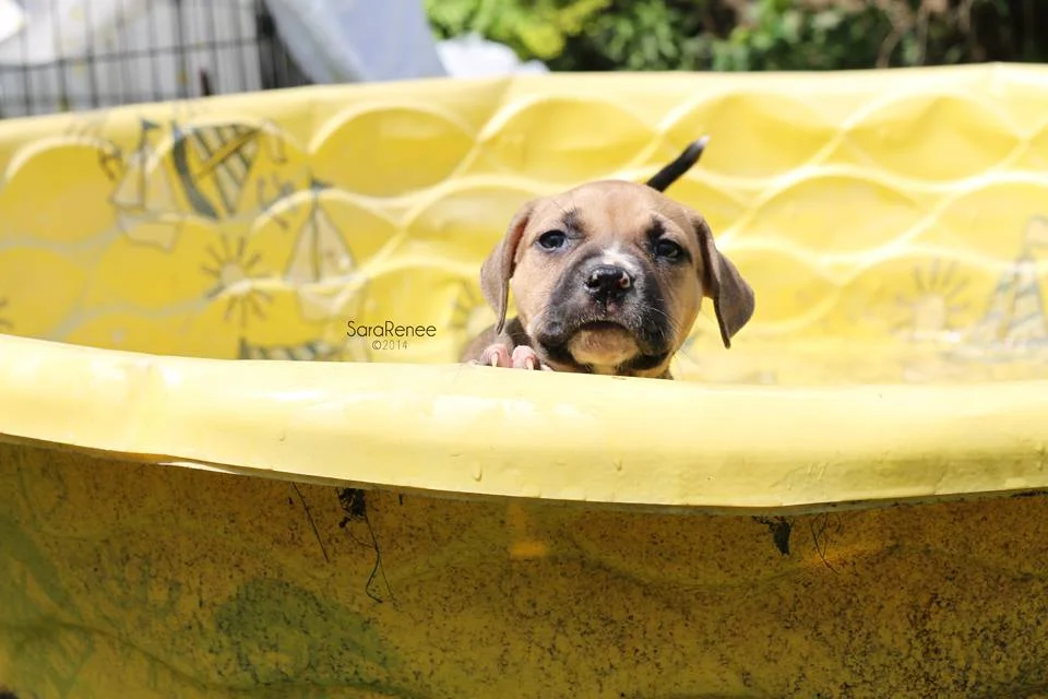 puppy pool party 3.jpg