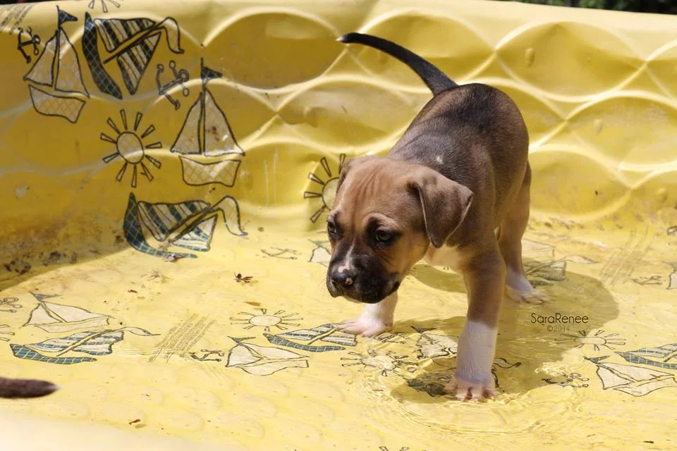 puppy pool party 2.jpg