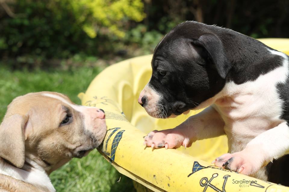 puppy pool party 4.jpg