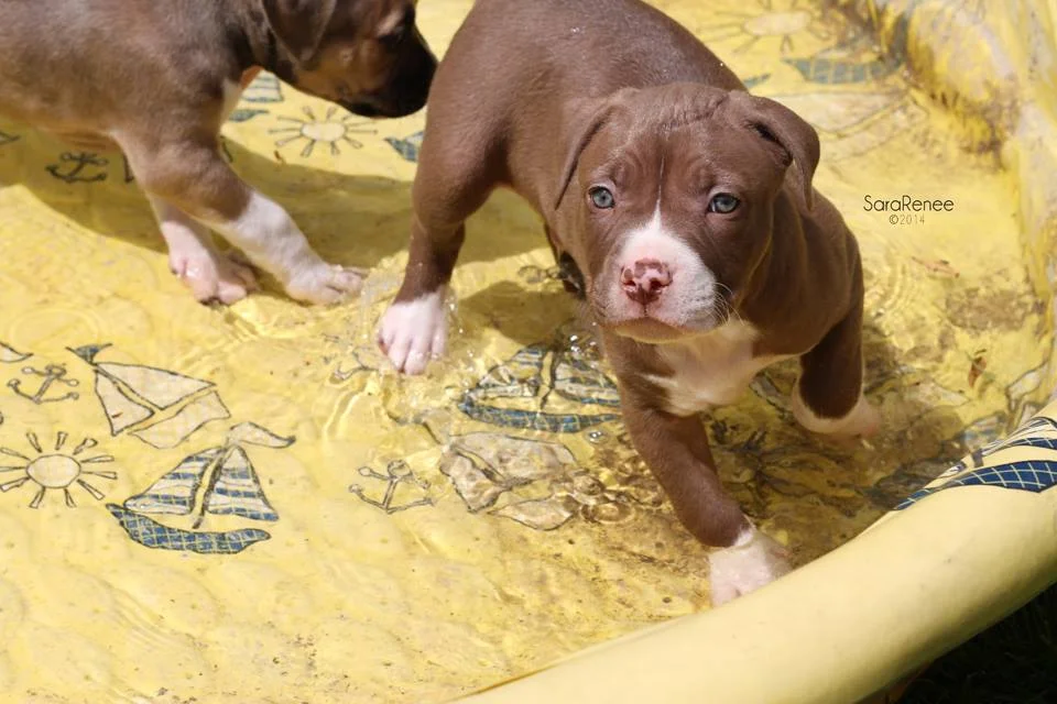 puppy pool party.jpg