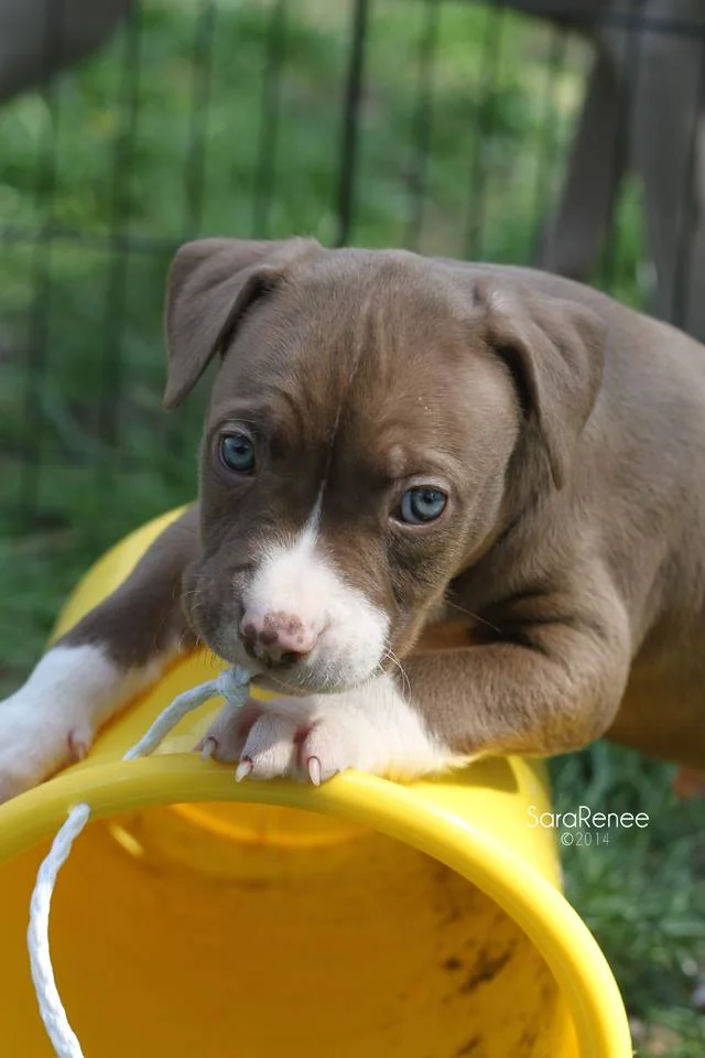 puppy with cute yellow toy.jpg
