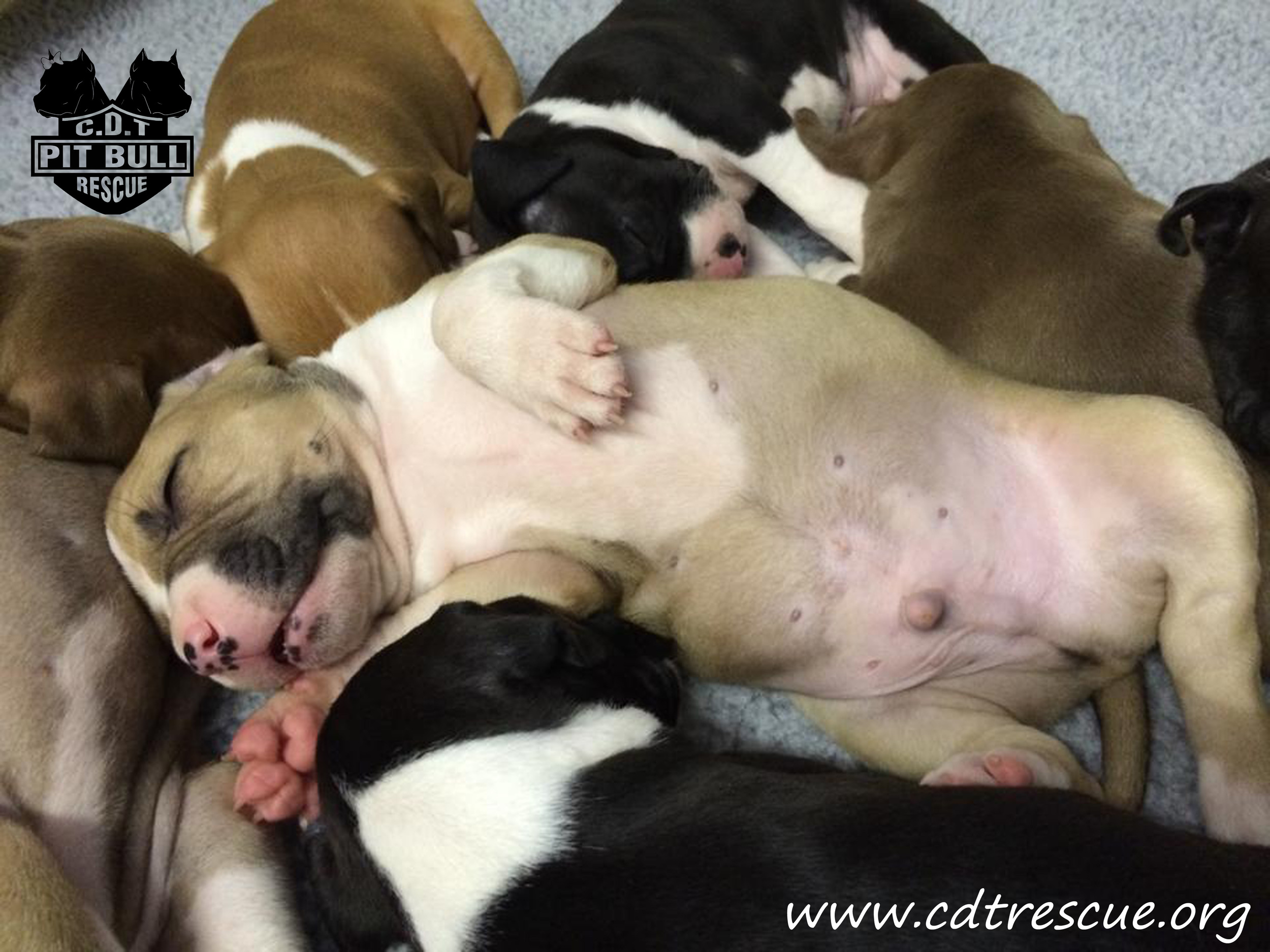 042314 supercutepuppypileB.jpg